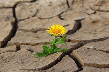 Características de las personas resilientes